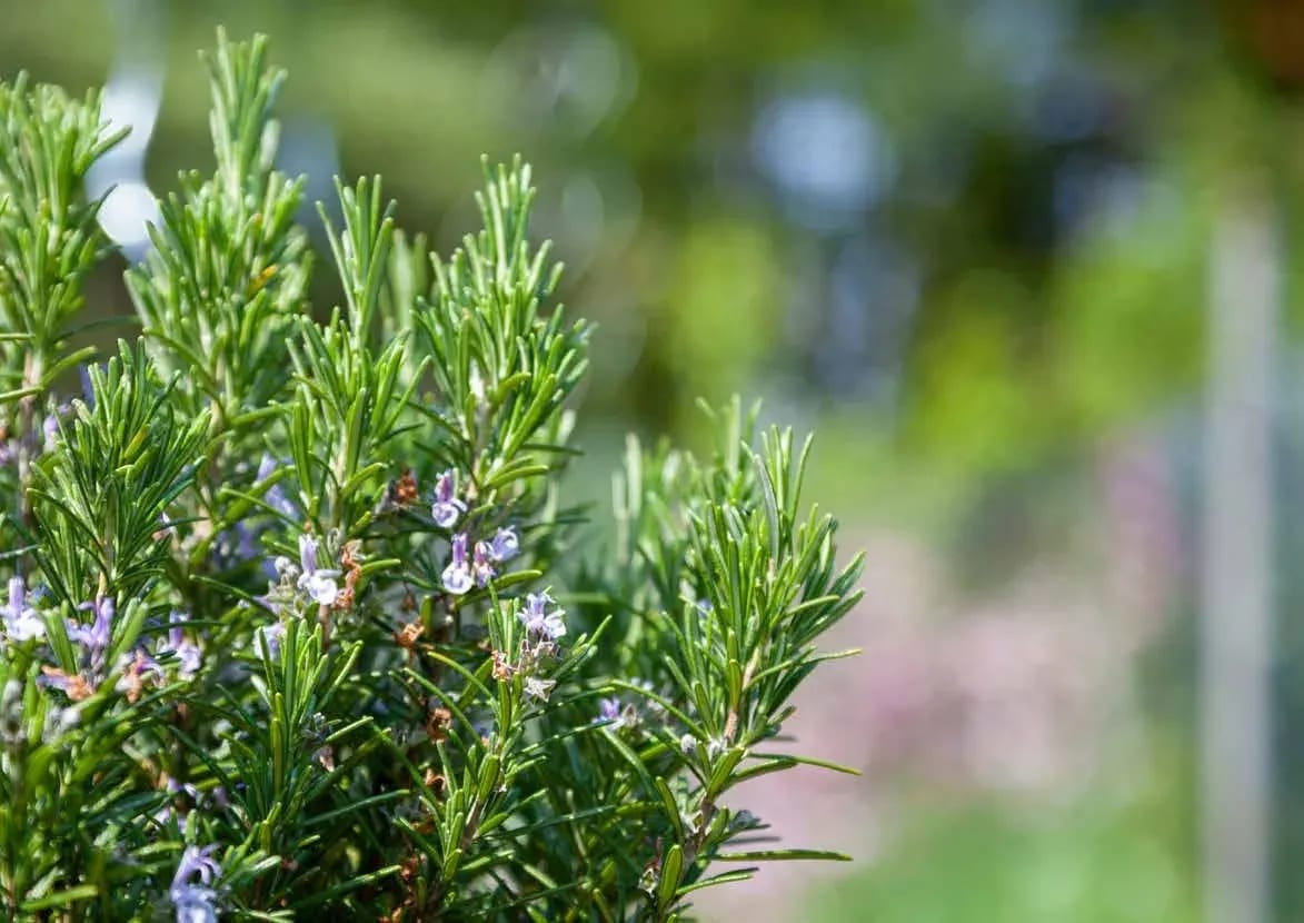 Rosmarinstrauch im Gegenlicht — Ausgangspflanze für naturreines ätherisches Öl